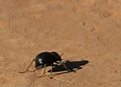 dung beetle addo IMG_3656.jpg
